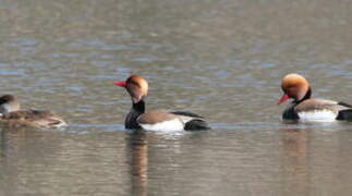 Red-crested Pochard