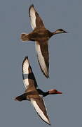 Red-crested Pochard