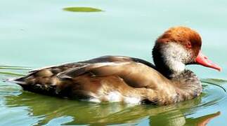 Red-crested Pochard