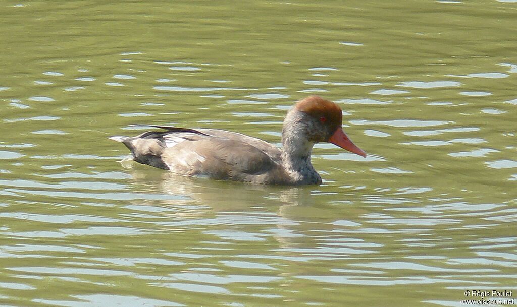 Nette rousse mâle immature