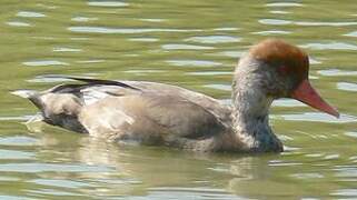 Red-crested Pochard