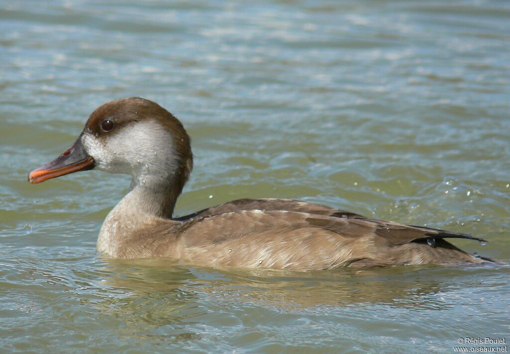 Red-crested Pochard female adult, identification