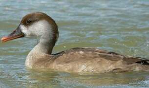 Red-crested Pochard