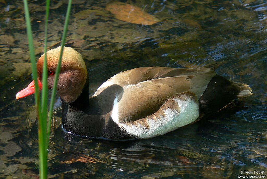 Red-crested Pochard male adult