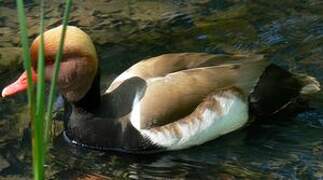 Red-crested Pochard