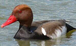 Red-crested Pochard