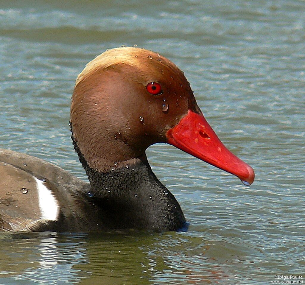 Red-crested Pochard male adult