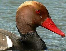 Red-crested Pochard