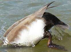 Red-crested Pochard