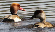 Nette rousse