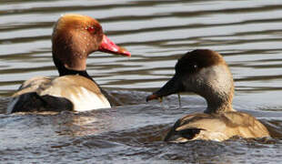 Red-crested Pochard