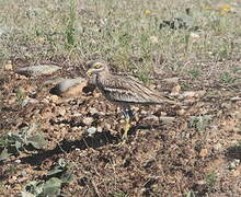 Eurasian Stone-curlew