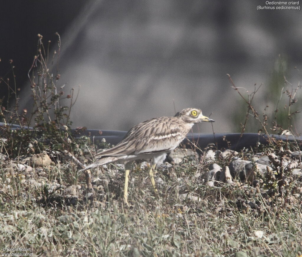 Eurasian Stone-curlew