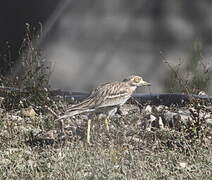 Eurasian Stone-curlew