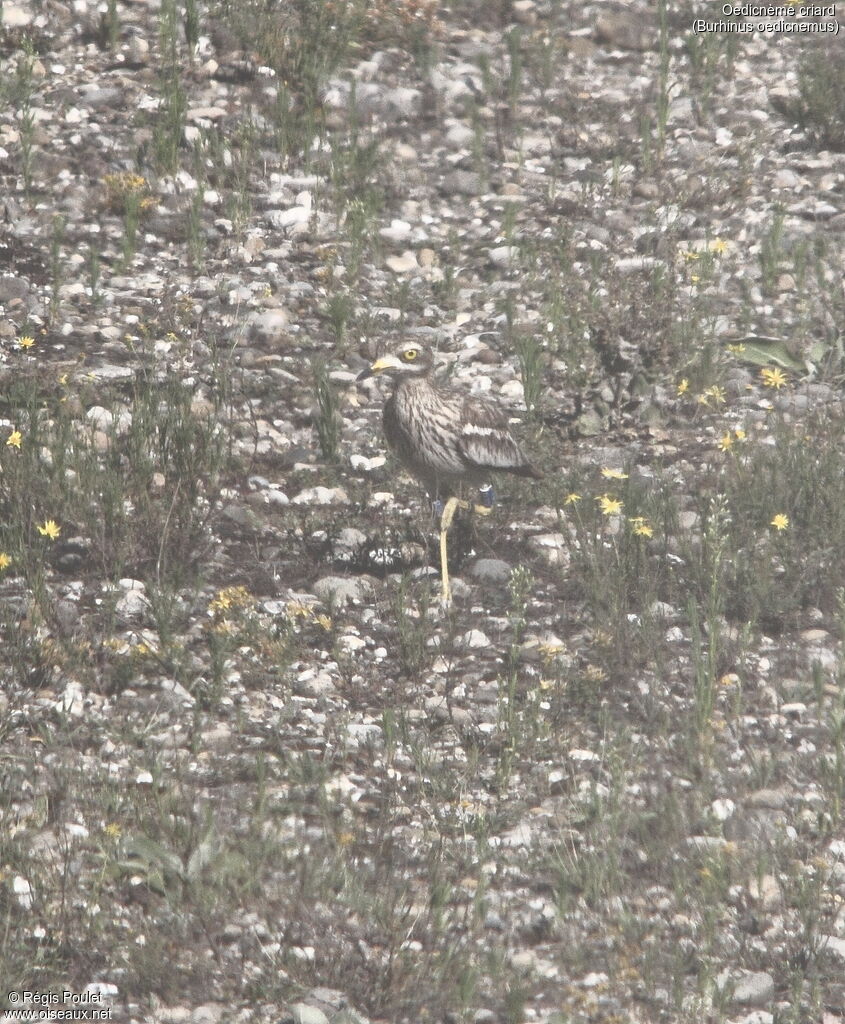 Eurasian Stone-curlew