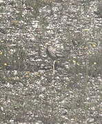 Eurasian Stone-curlew