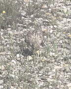 Eurasian Stone-curlew