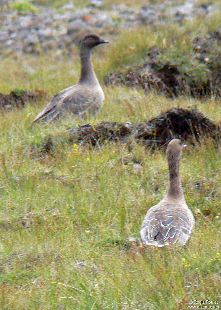 Pink-footed Goose