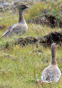 Pink-footed Goose