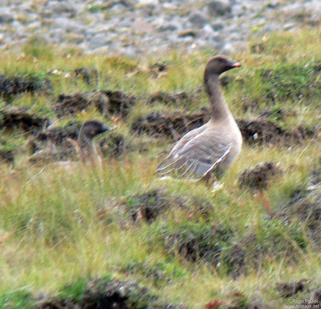 Pink-footed Goose