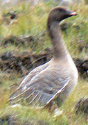 Pink-footed Goose