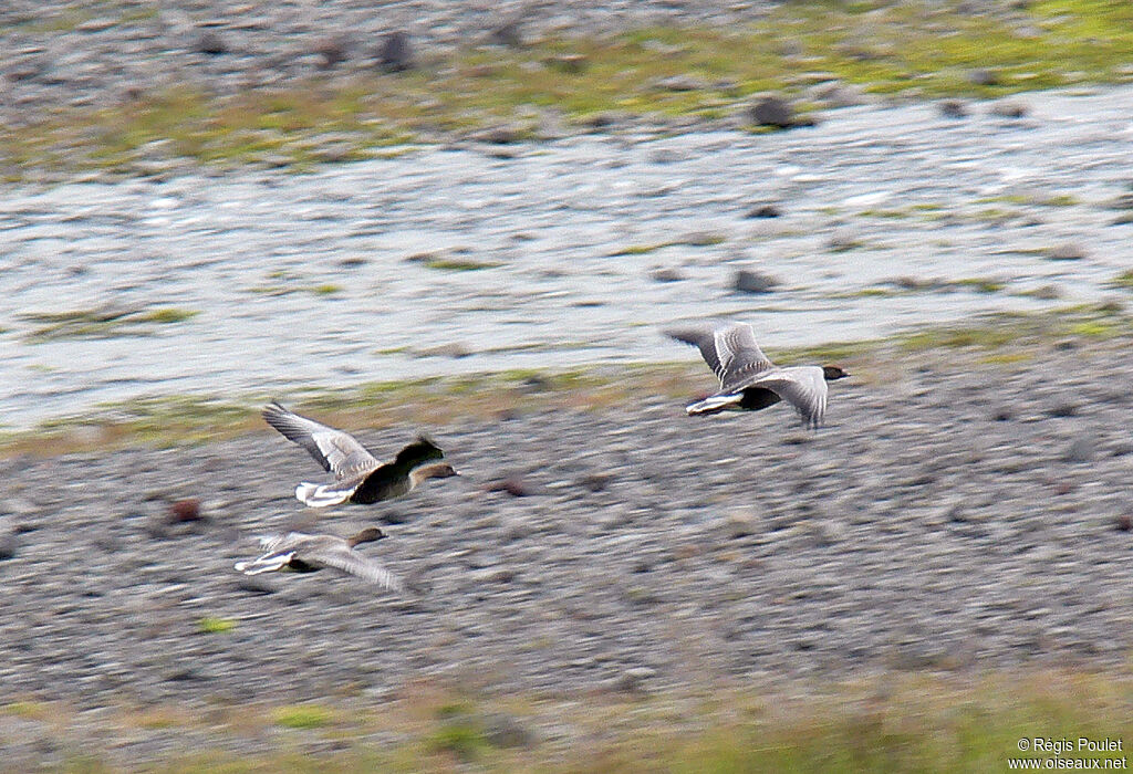 Pink-footed Goose