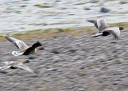 Pink-footed Goose