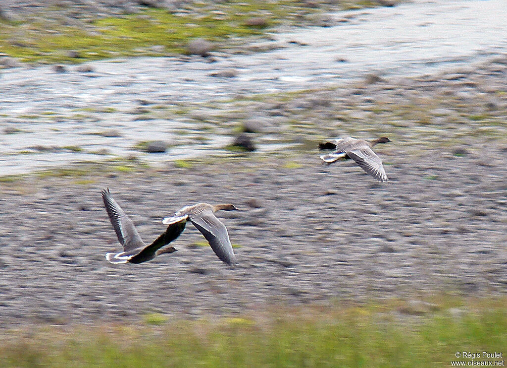 Pink-footed Goose