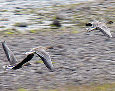 Pink-footed Goose