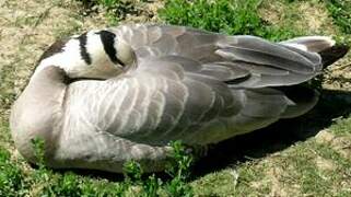 Bar-headed Goose