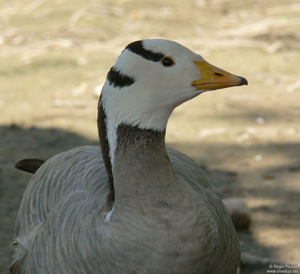 Bar-headed Gooseadult