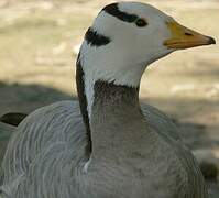 Bar-headed Goose