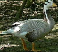 Bar-headed Goose