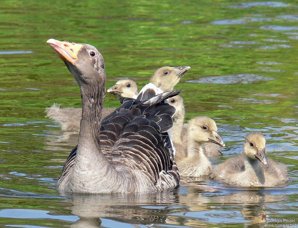 Greylag Goose