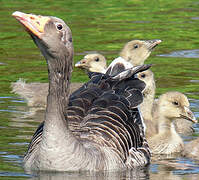 Greylag Goose