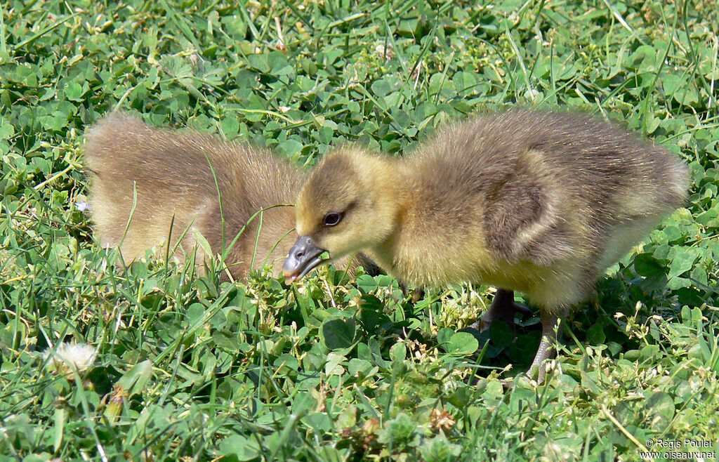 Greylag Goosejuvenile