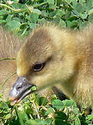 Greylag Goose