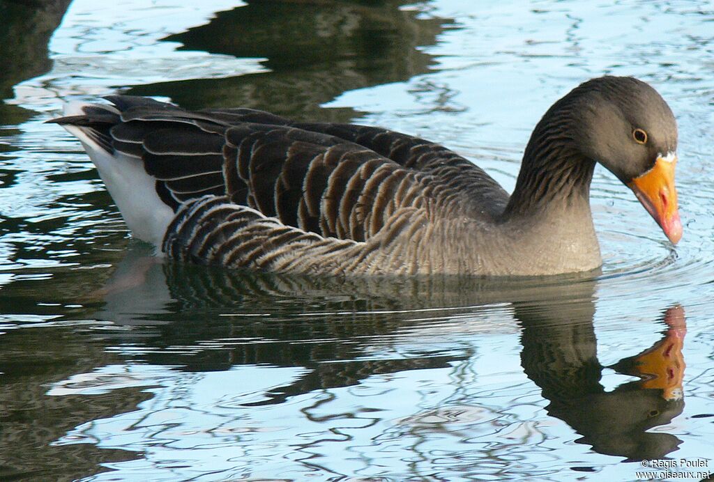 Greylag Gooseadult