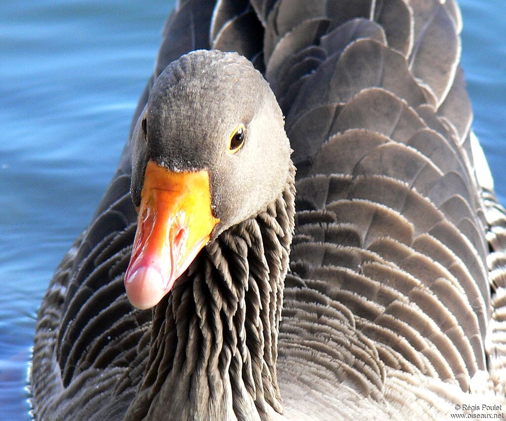 Greylag Gooseadult