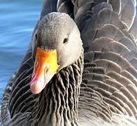 Greylag Goose