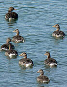 Greylag Goose