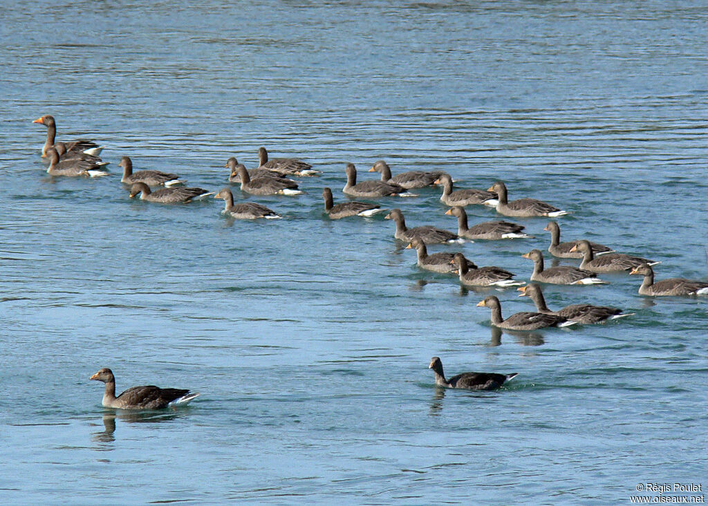 Greylag Gooseimmature