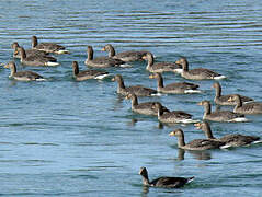 Greylag Goose