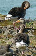 Greylag Goose