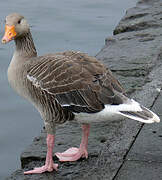 Greylag Goose