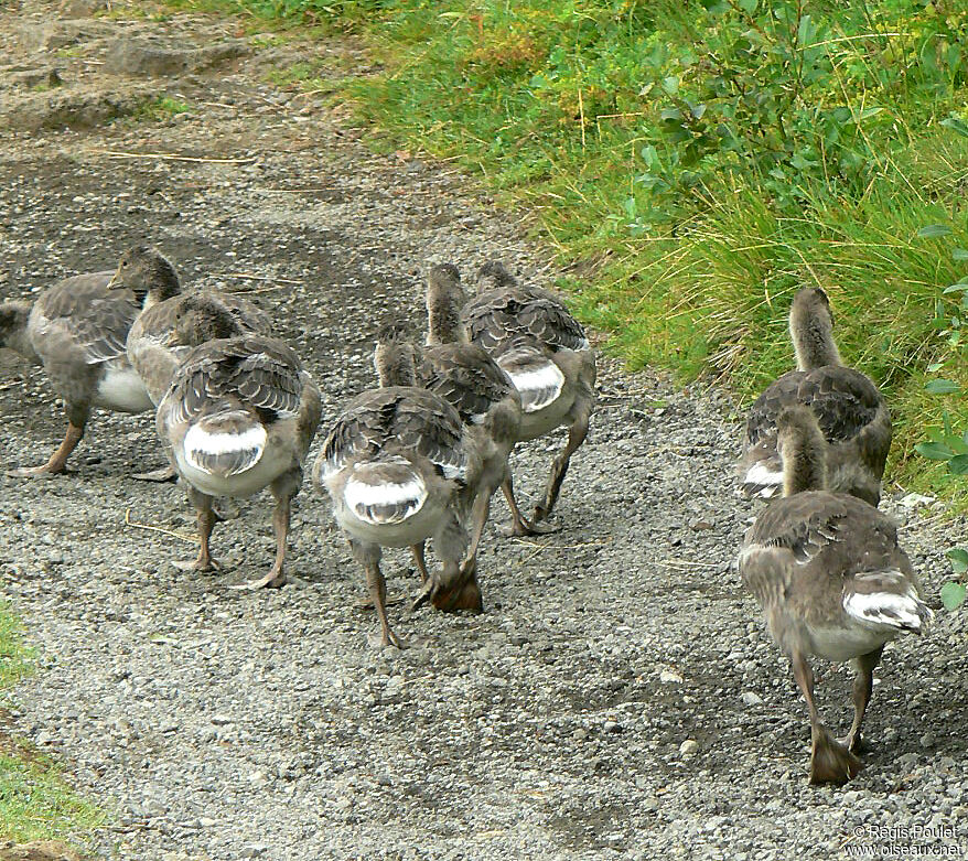 Greylag Goose, identification