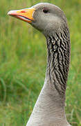 Greylag Goose