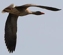 Greylag Goose