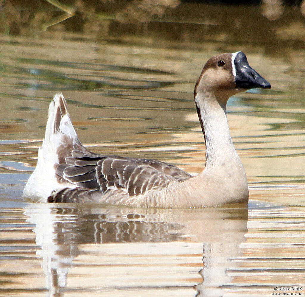 Swan Gooseadult, identification