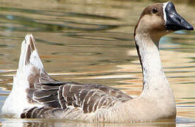 Swan Goose